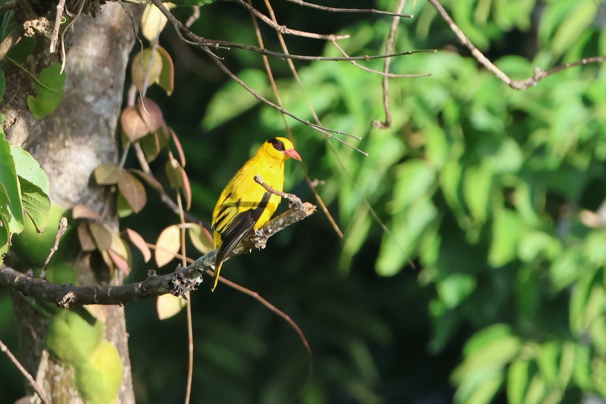 Black-naped Oriole (Sulawesi) - ML620517780