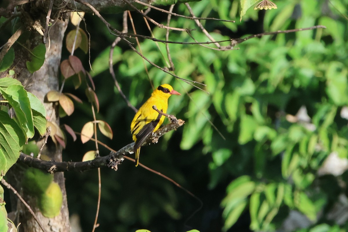 Black-naped Oriole (Sulawesi) - ML620517781