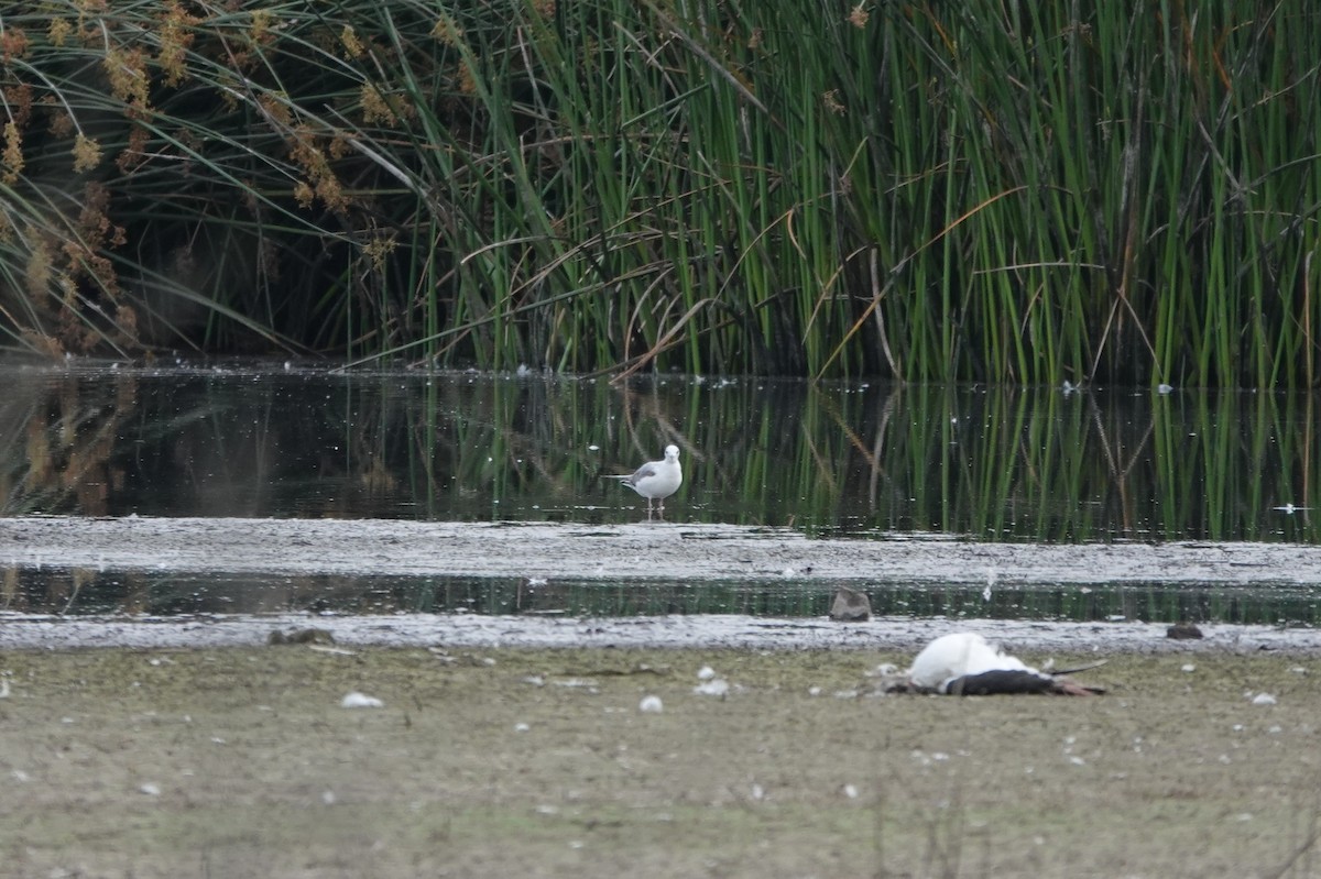 Mouette de Bonaparte - ML620517790