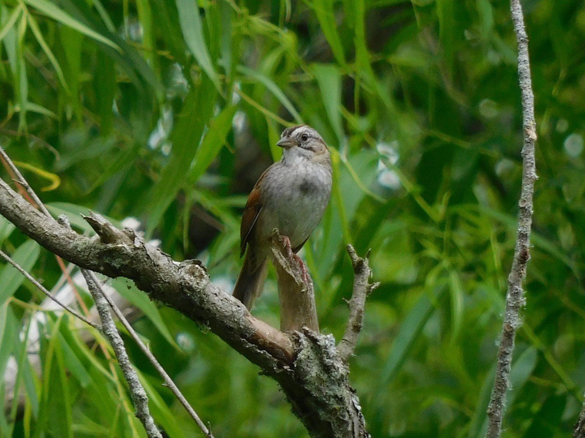 Swamp Sparrow - ML620517797