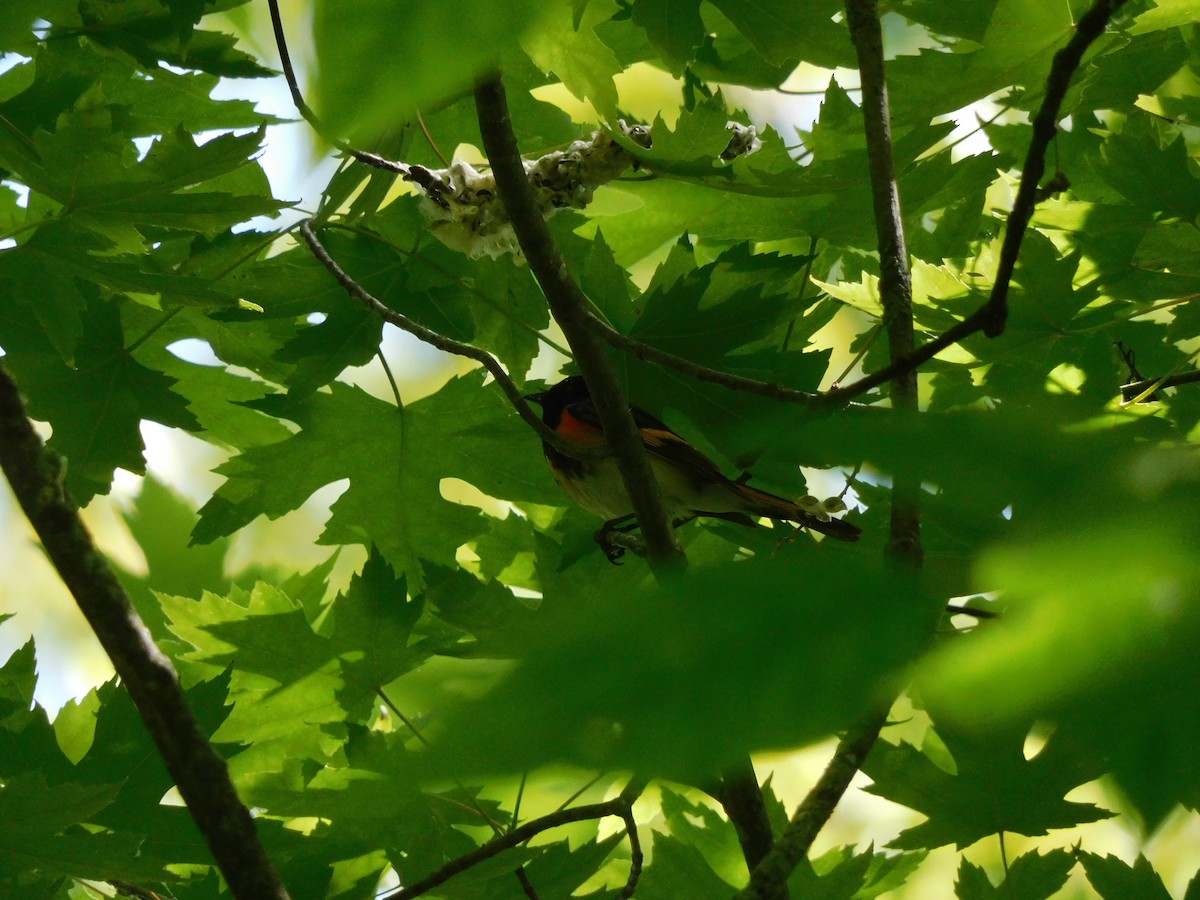 American Redstart - ML620517800