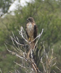 Red-tailed Hawk - ML620517803