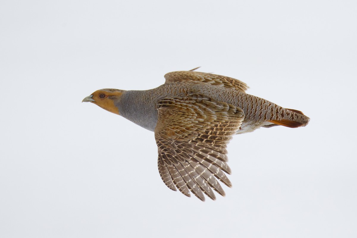 Gray Partridge - ML620517807