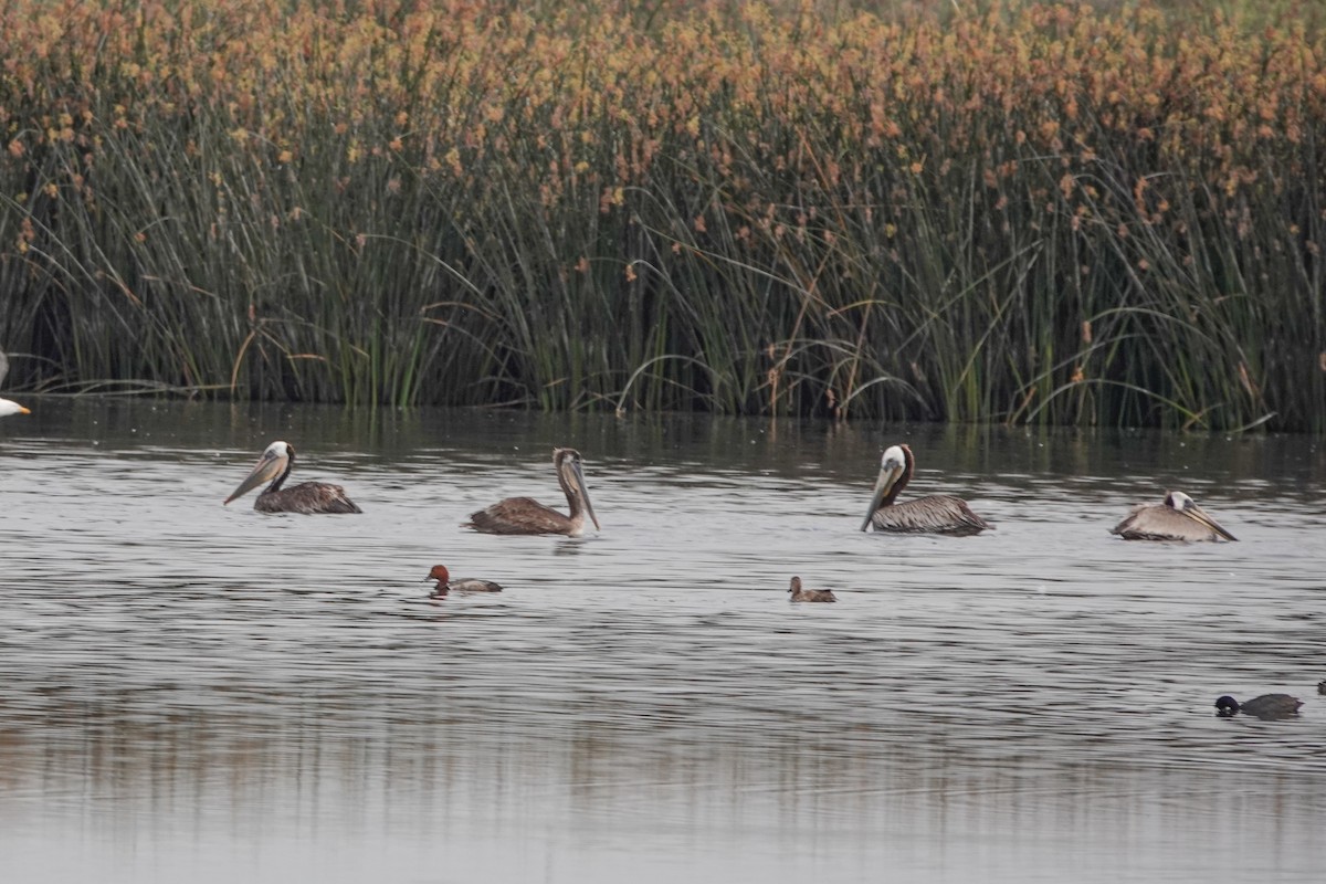 Brown Pelican - ML620517808