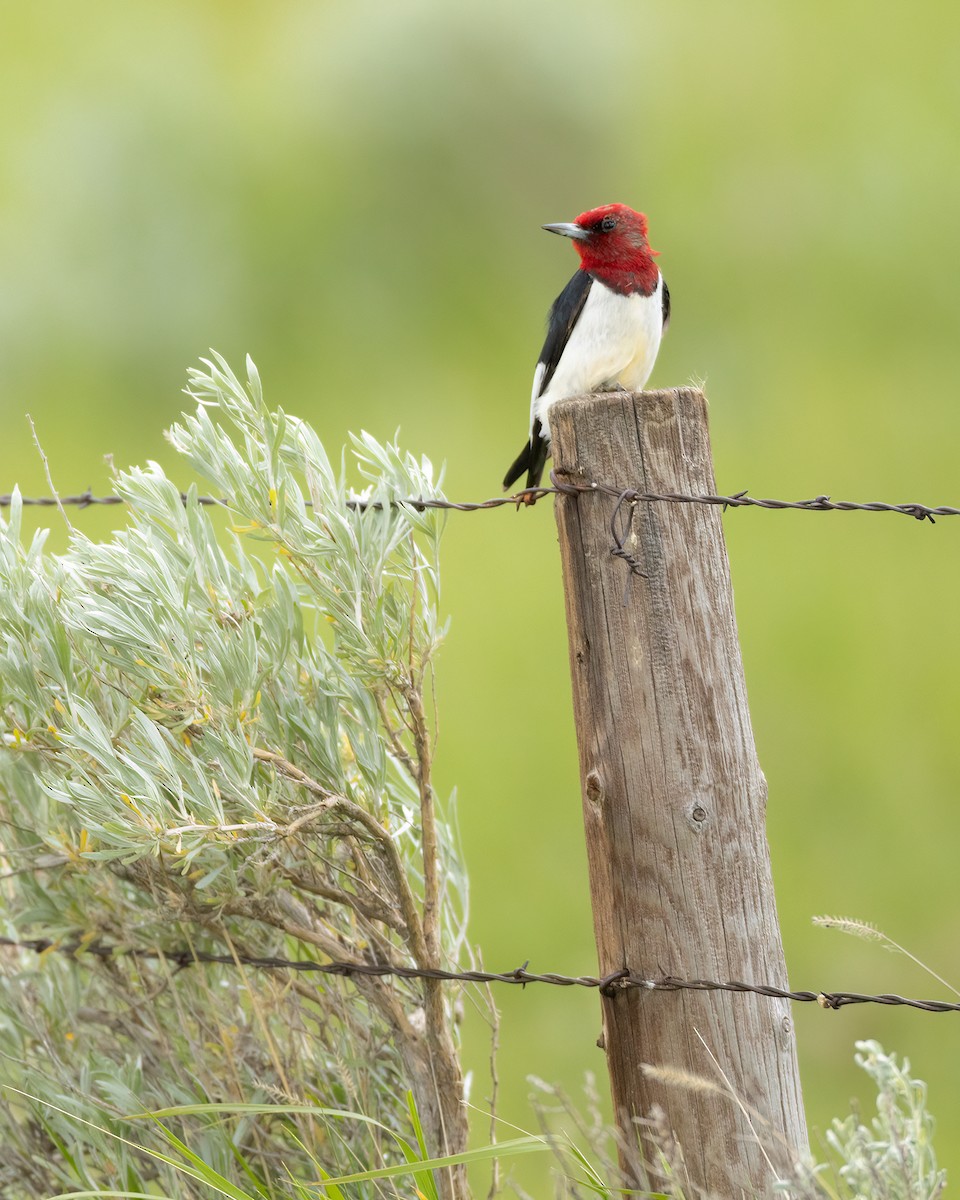 Red-headed Woodpecker - ML620517809