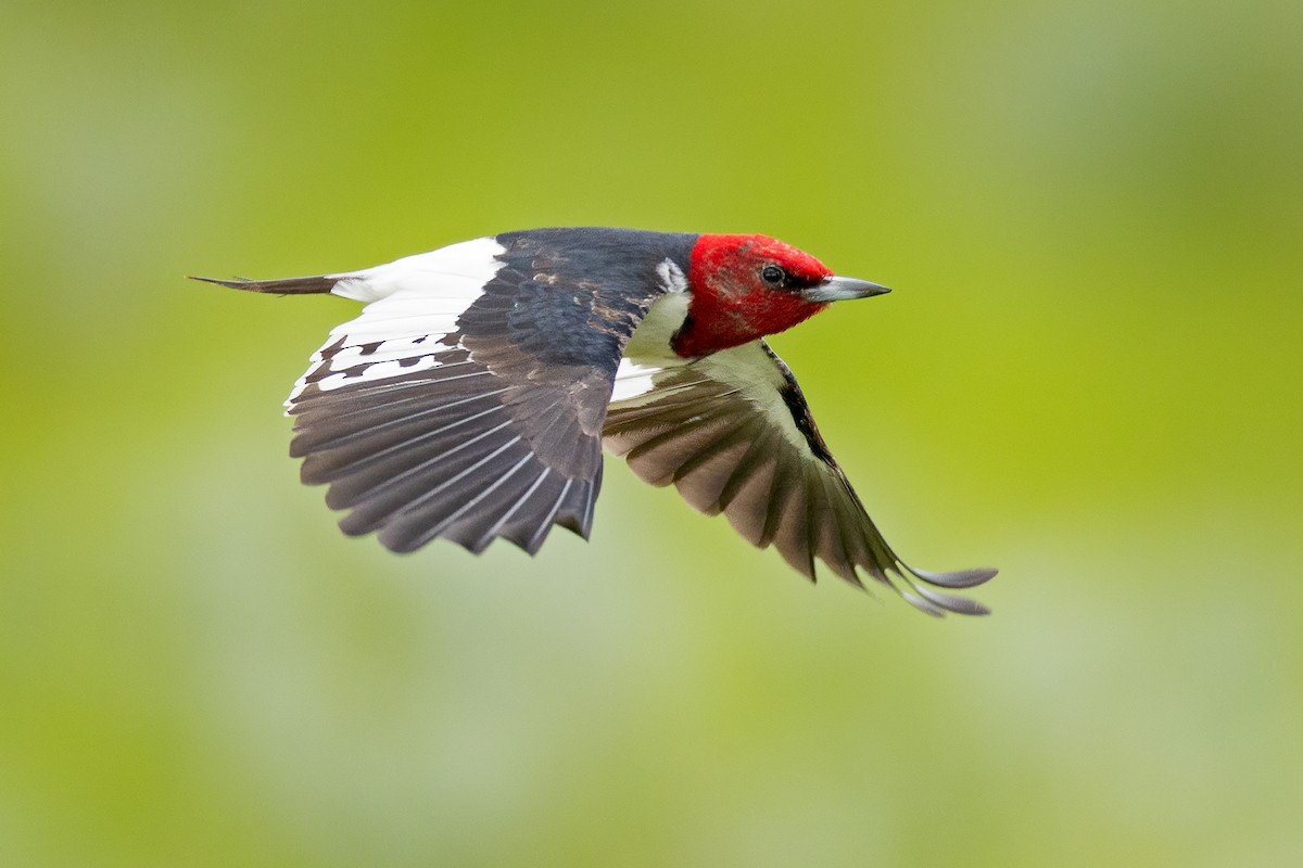 Red-headed Woodpecker - ML620517810