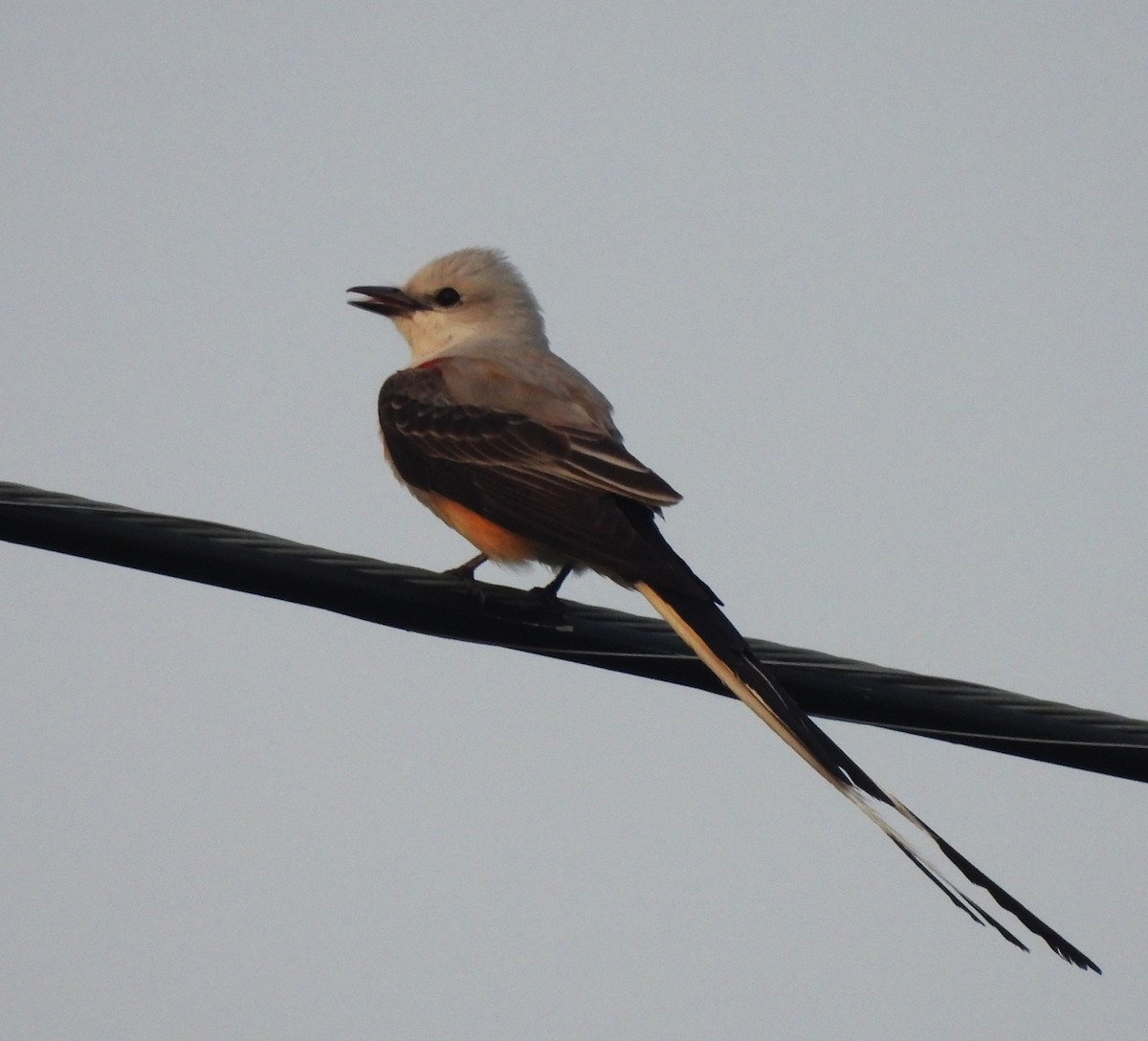 Scissor-tailed Flycatcher - ML620517812