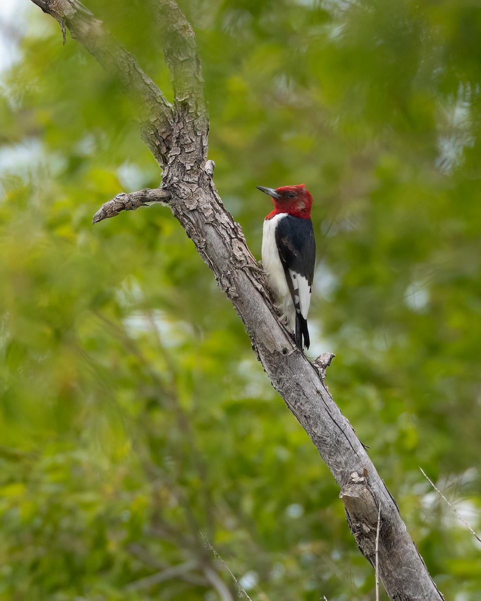 Red-headed Woodpecker - ML620517813