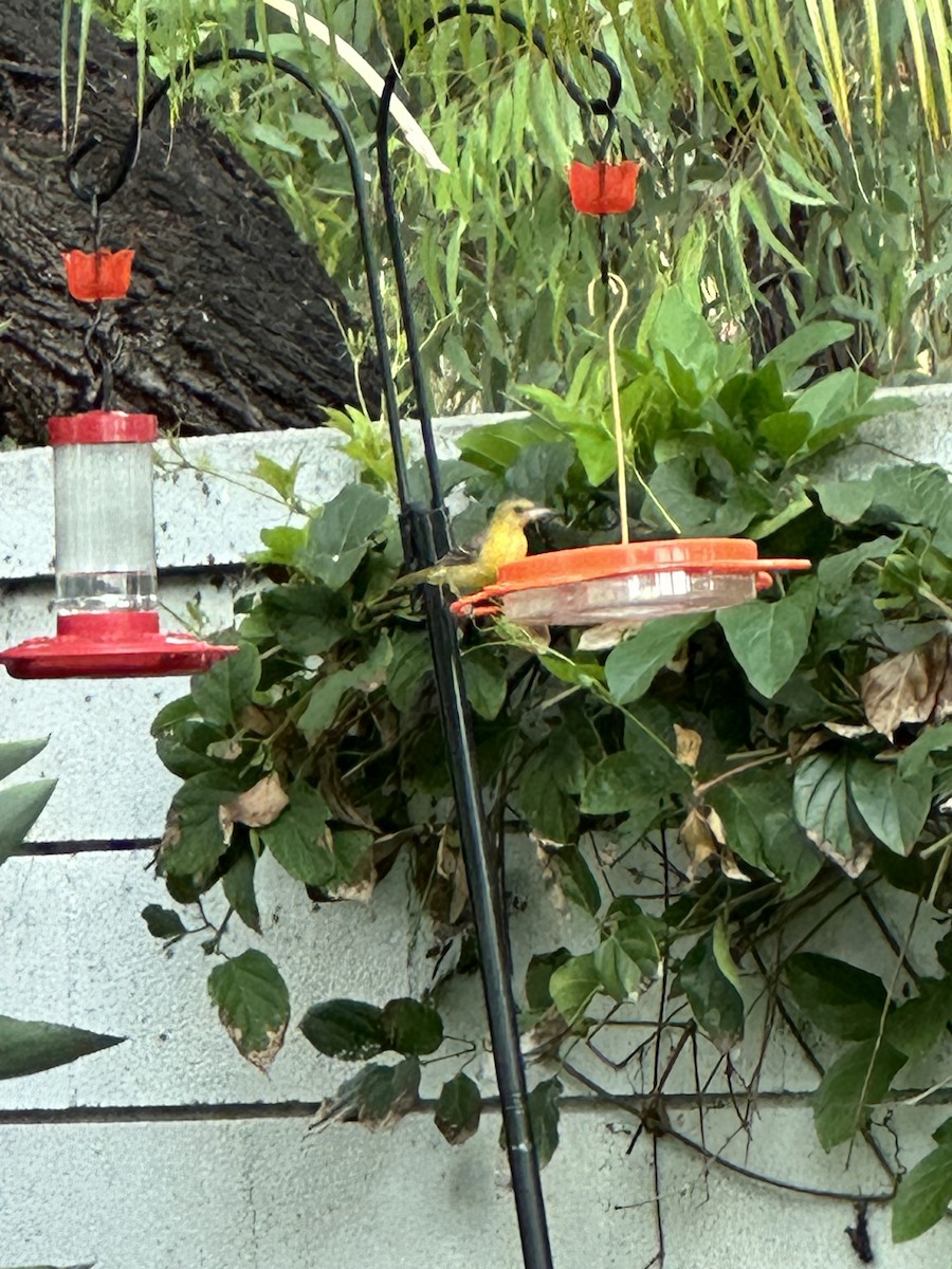 Hooded Oriole - Sally Numrich