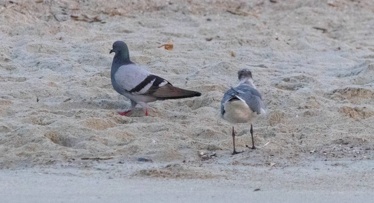 Rock Pigeon (Feral Pigeon) - ML620517821