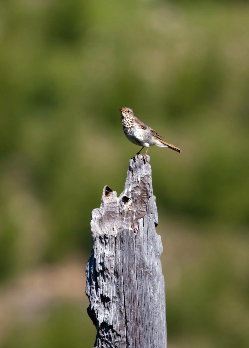 Hermit Thrush - ML620517824