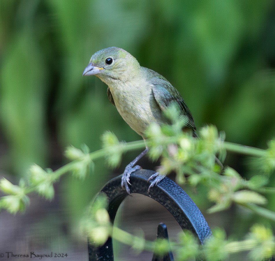 Painted Bunting - ML620517825