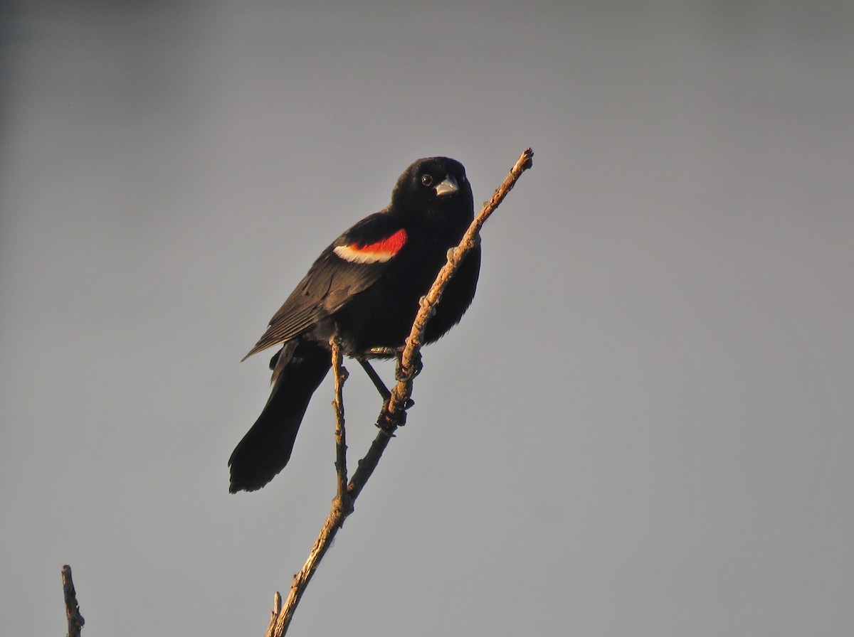 Red-winged Blackbird - Thomas Schultz