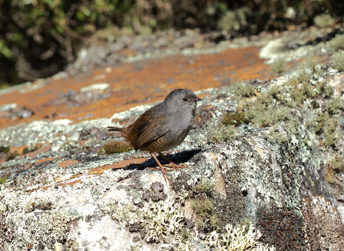 Ancash Tapaculo - Victor Andres Martinez