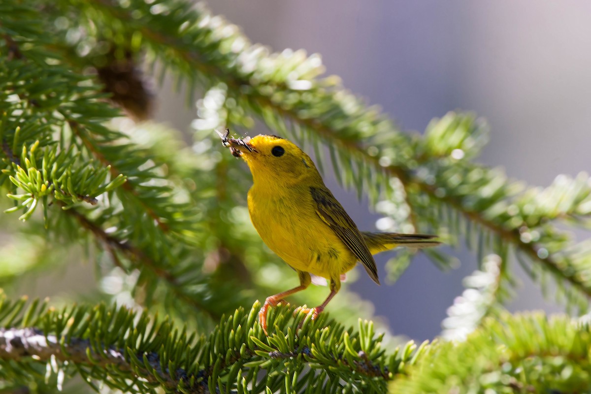 Wilson's Warbler - ML620517834