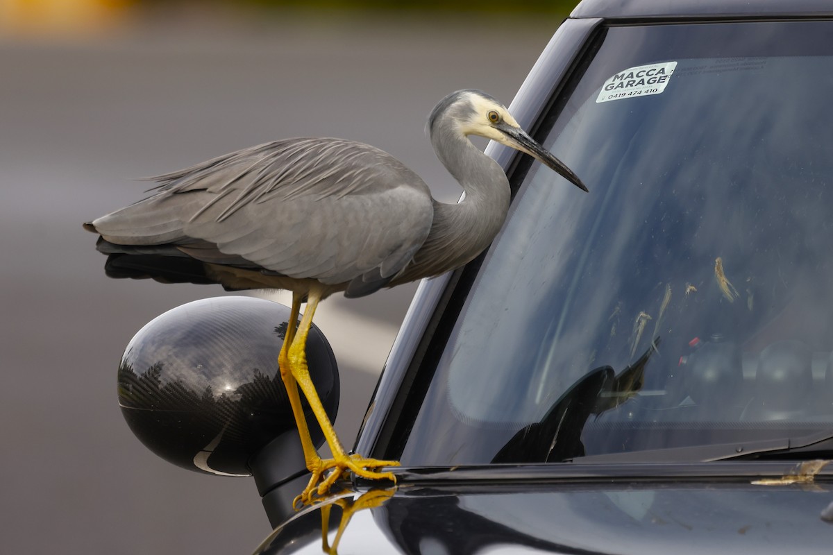 White-faced Heron - ML620517836