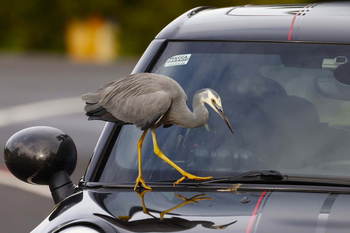 White-faced Heron - ML620517838