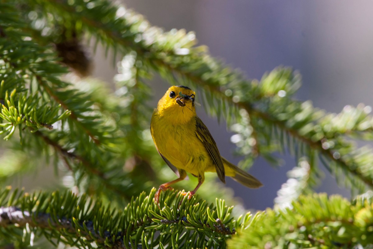 Wilson's Warbler - ML620517839