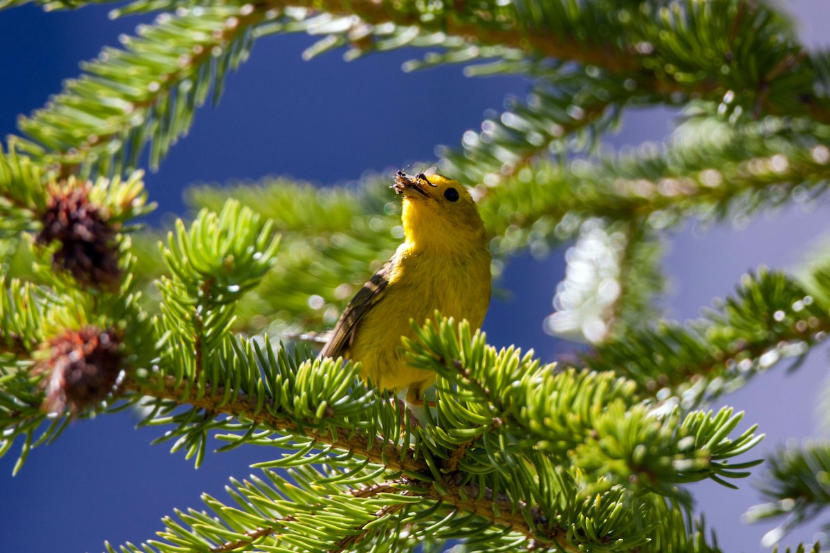 Wilson's Warbler - ML620517844