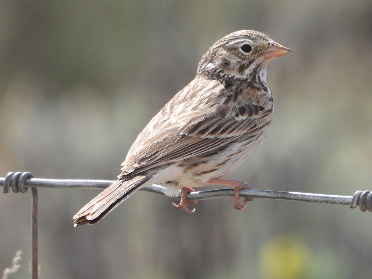 Vesper Sparrow - ML620517846