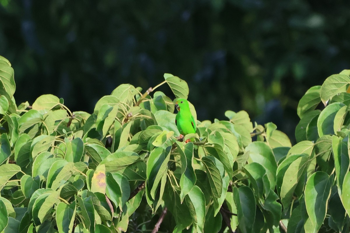 Sulawesi Hanging-Parrot - ML620517848