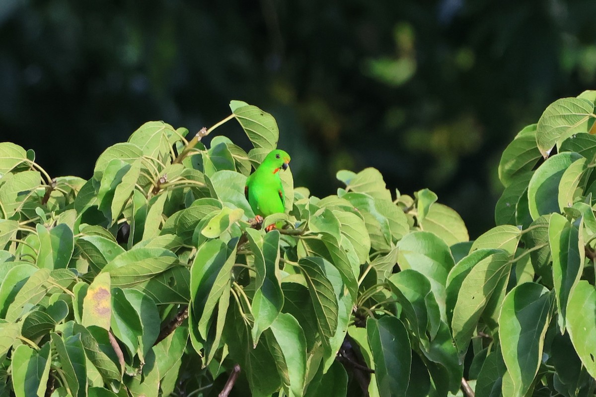 Sulawesi Hanging-Parrot - ML620517849