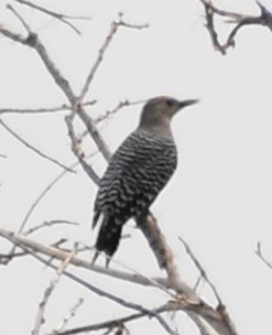 Gila Woodpecker - ML620517850