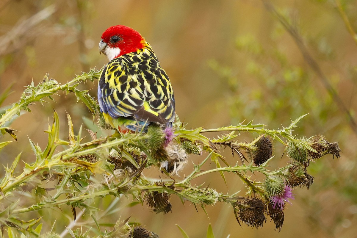 Eastern Rosella - ML620517852