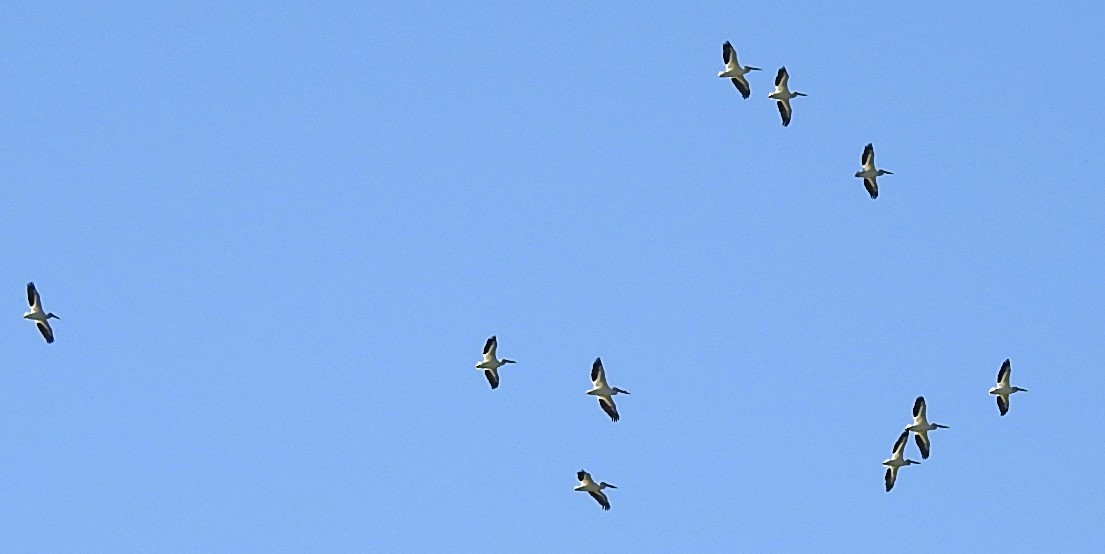 American White Pelican - ML620517860