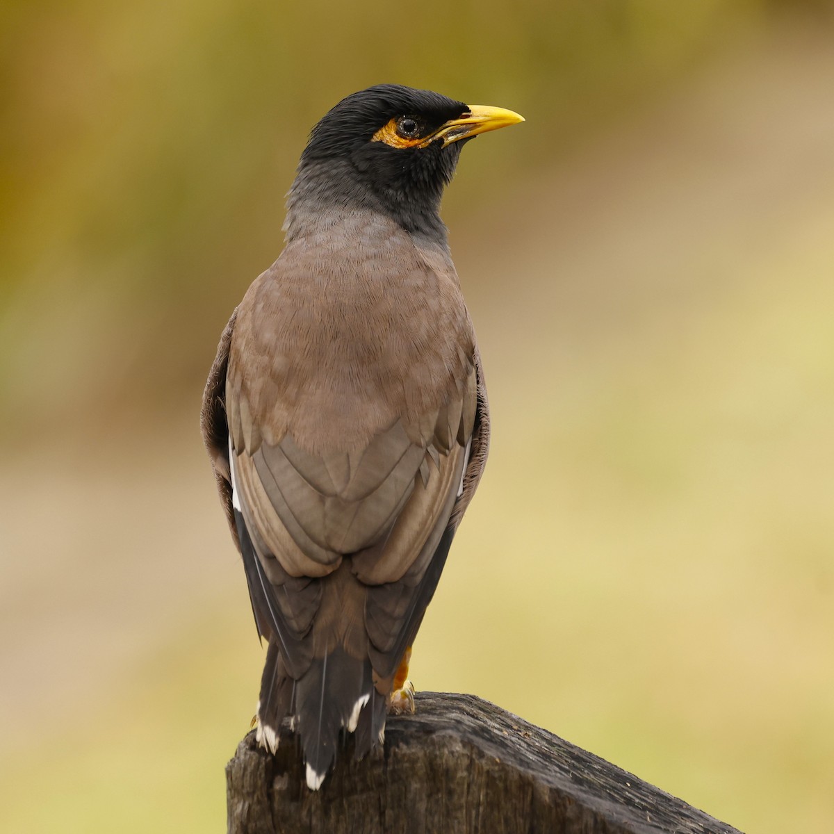 Common Myna - ML620517861