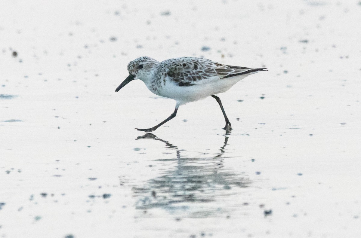 Bécasseau sanderling - ML620517863