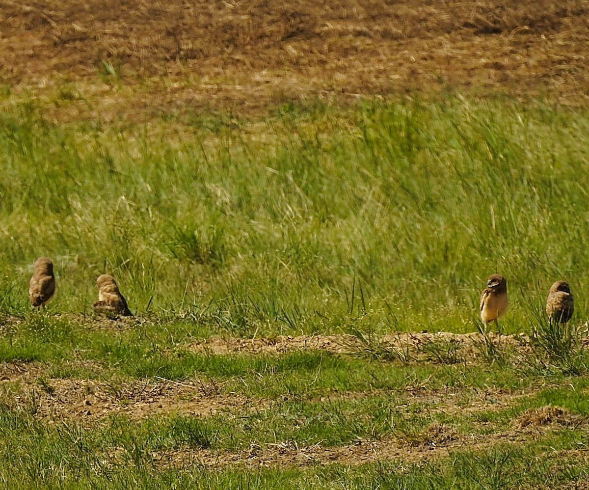 Burrowing Owl - ML620517868