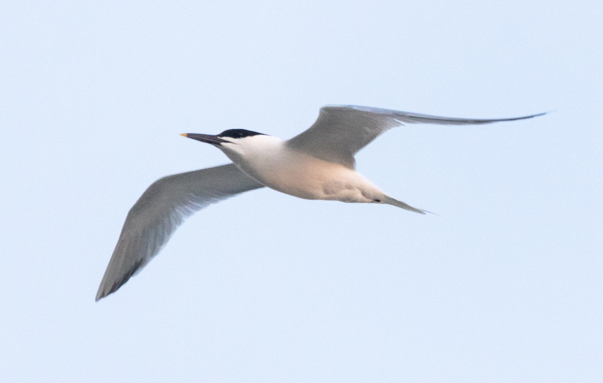 Sandwich Tern - Timothy Aarons