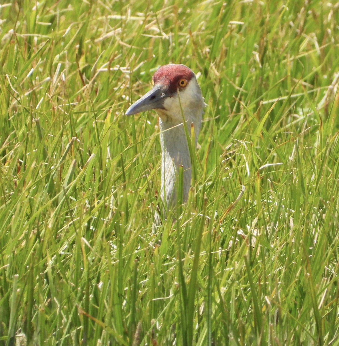 Sandhill Crane - ML620517874