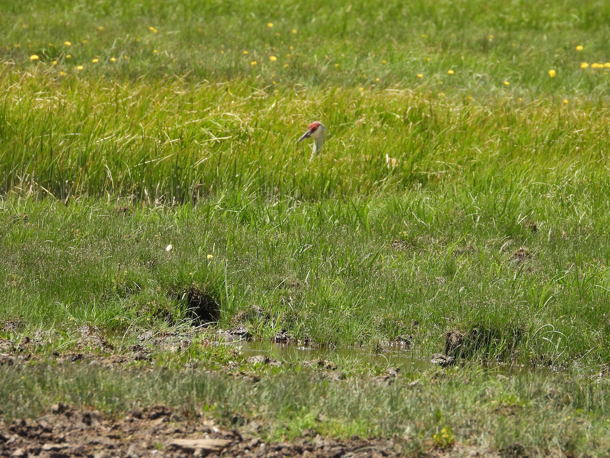 Sandhill Crane - ML620517877