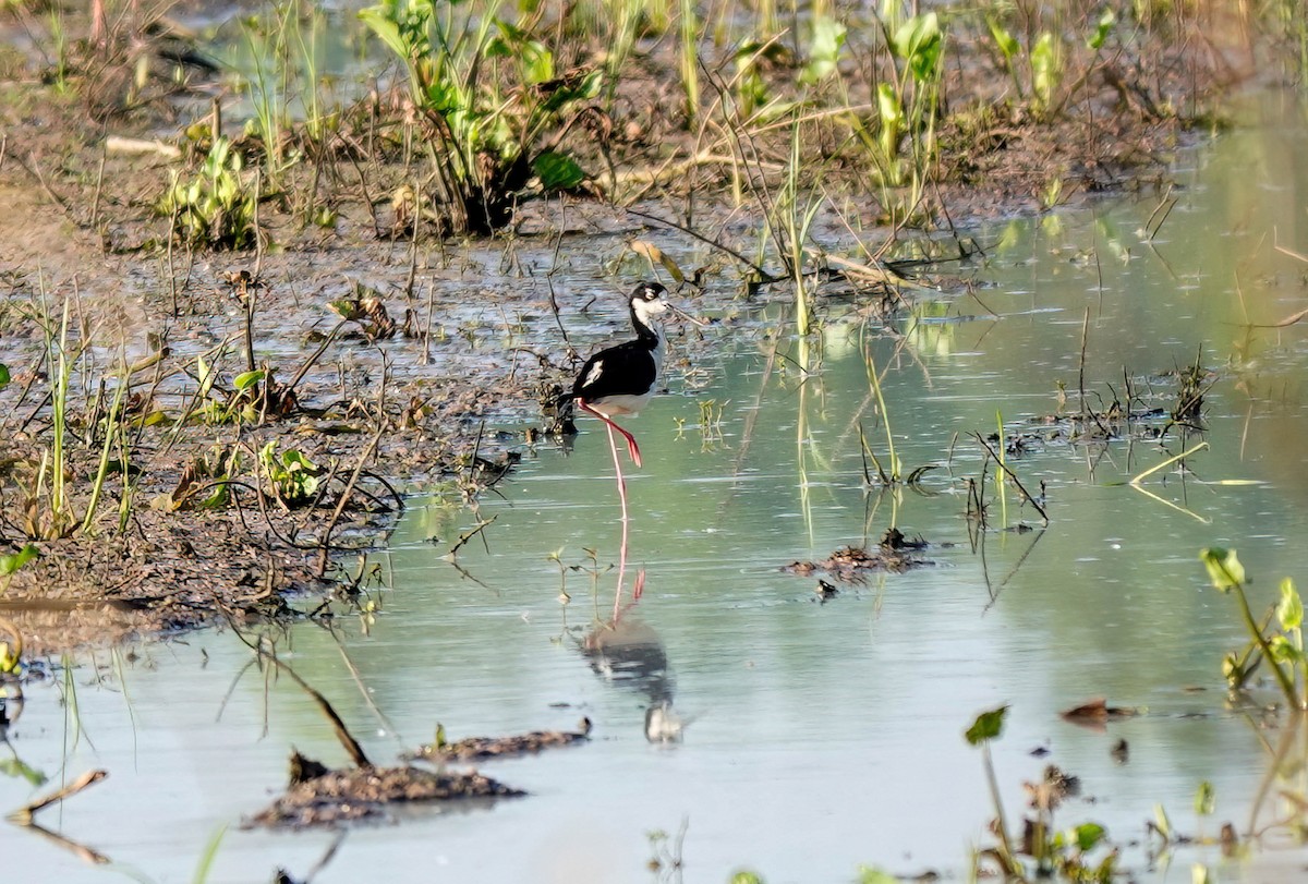 Black-necked Stilt - ML620517883