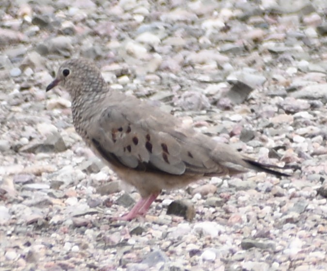 Mourning Dove - ML620517888