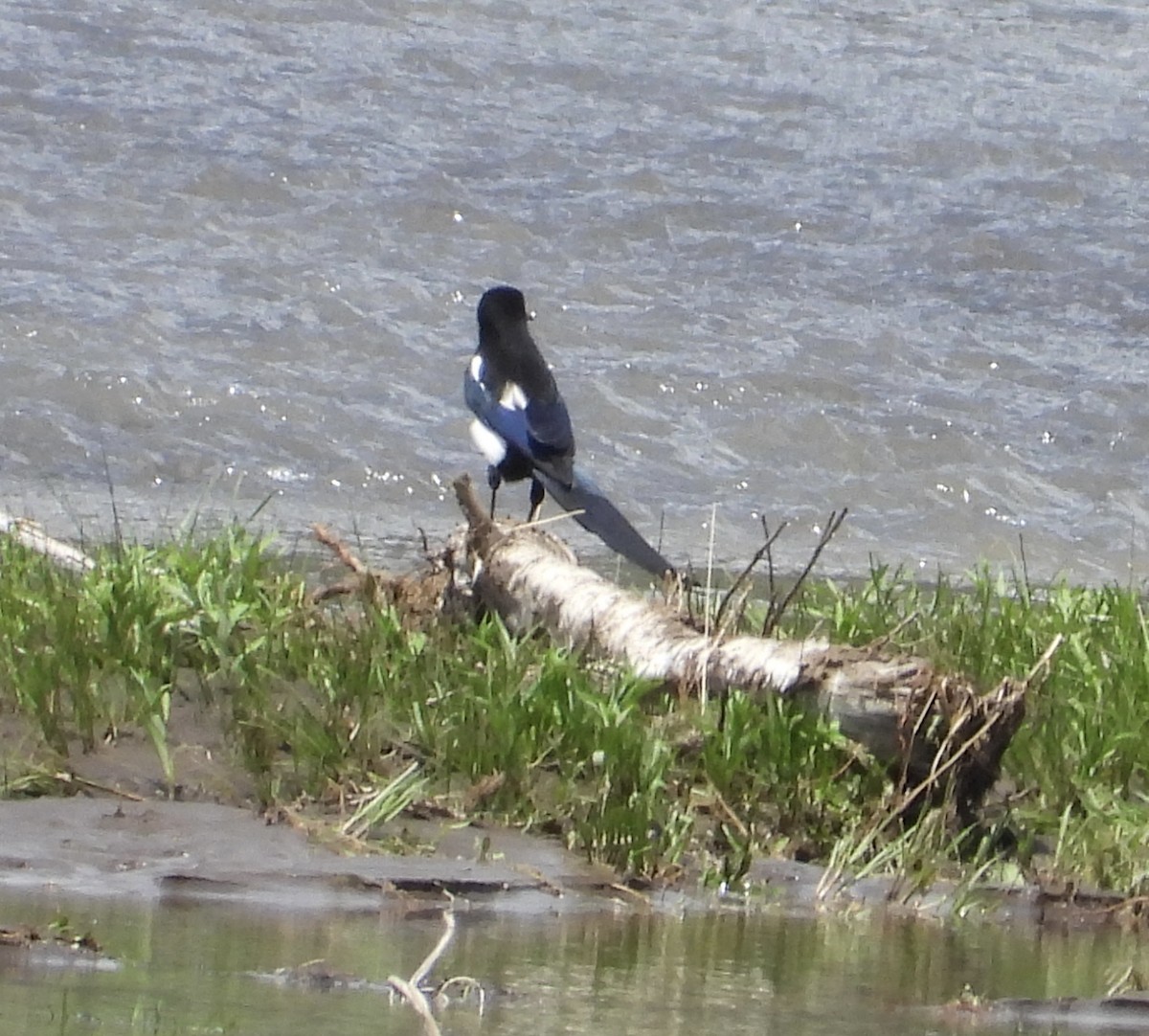 Black-billed Magpie - ML620517891