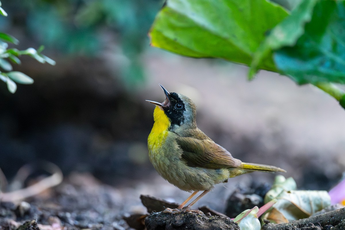 Common Yellowthroat - ML620517898