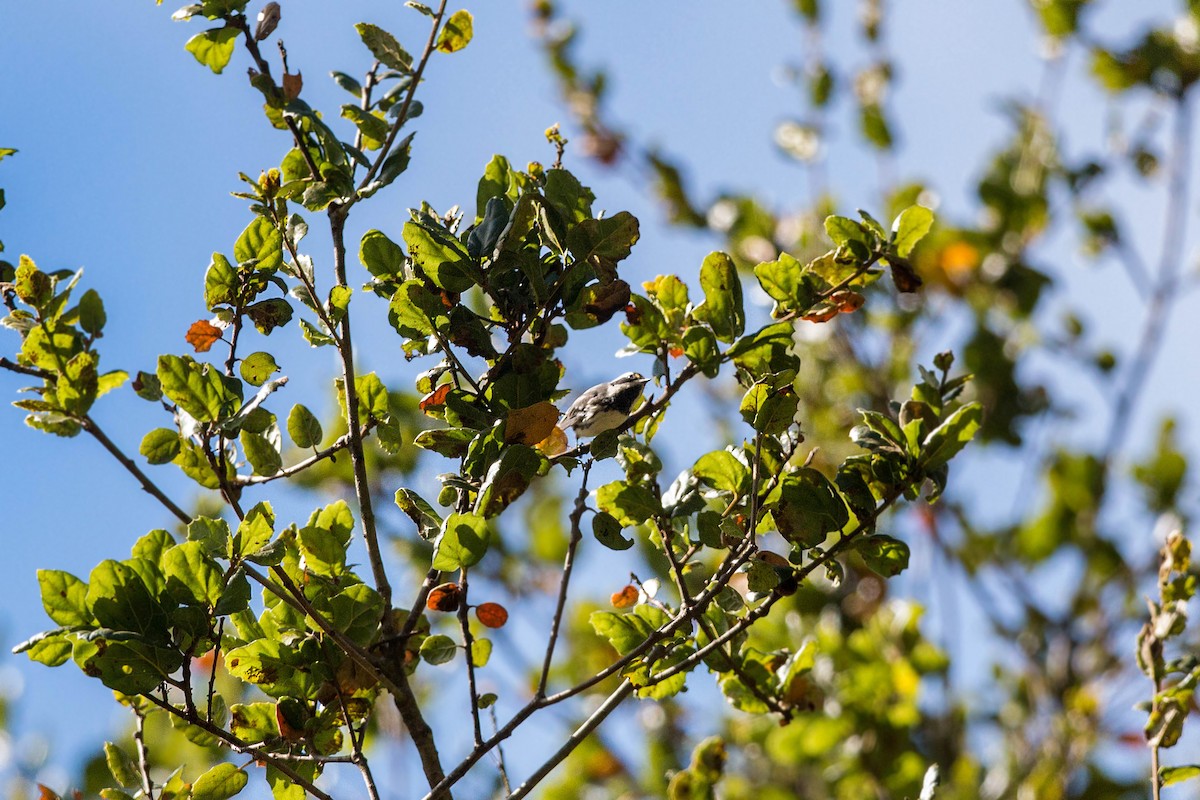 Black-throated Gray Warbler - ML620517902