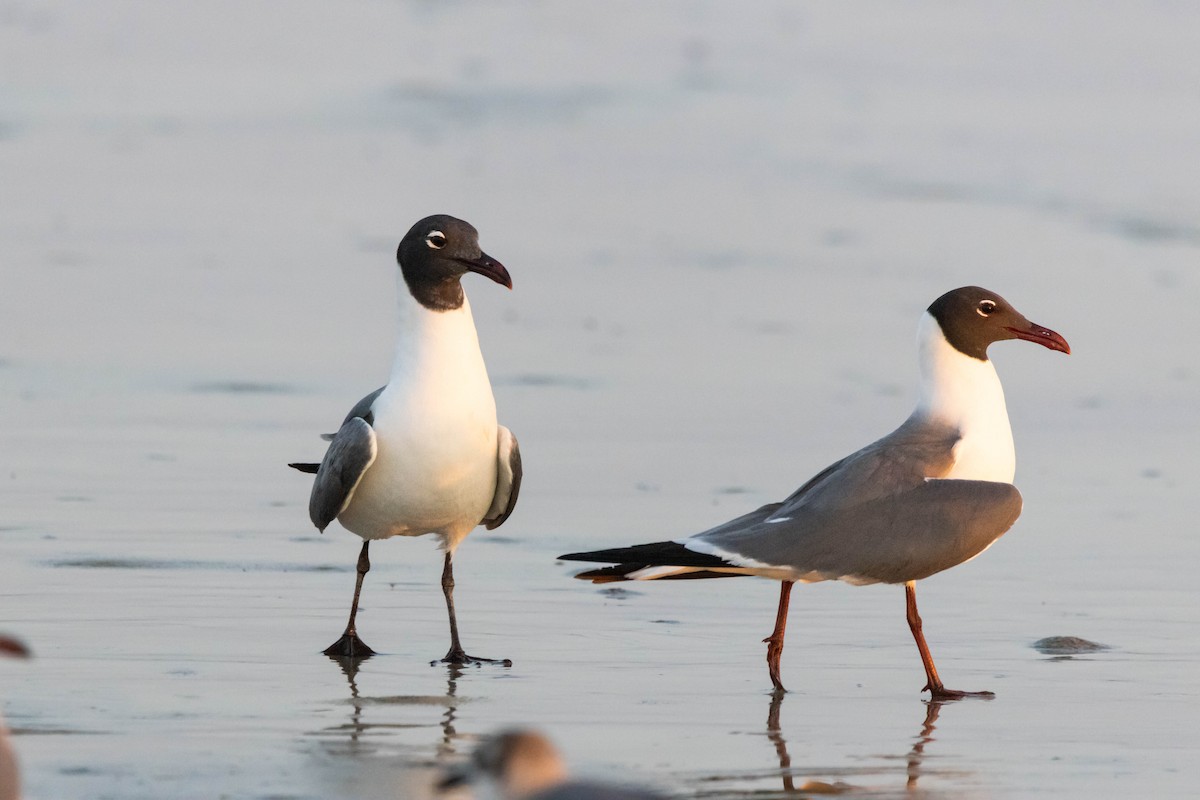 Laughing Gull - ML620517903