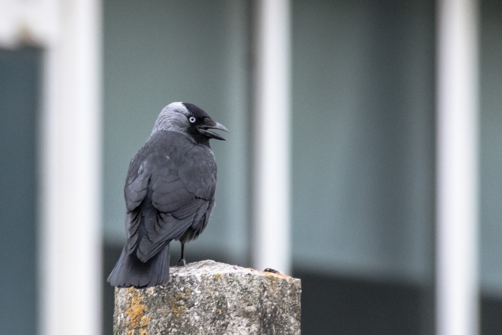 Eurasian Jackdaw - Jean-Guy Papineau