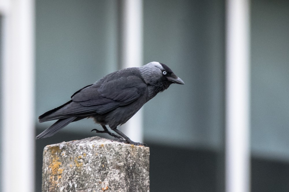 Eurasian Jackdaw - ML620517906