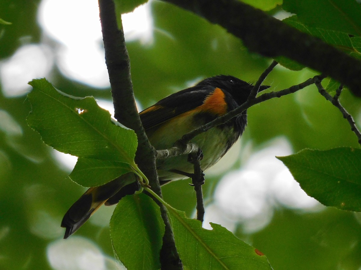 American Redstart - ML620517907