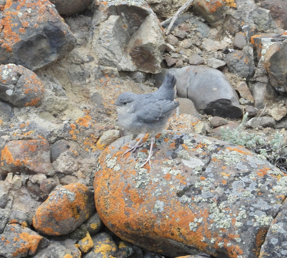 American Dipper - Roee Astor