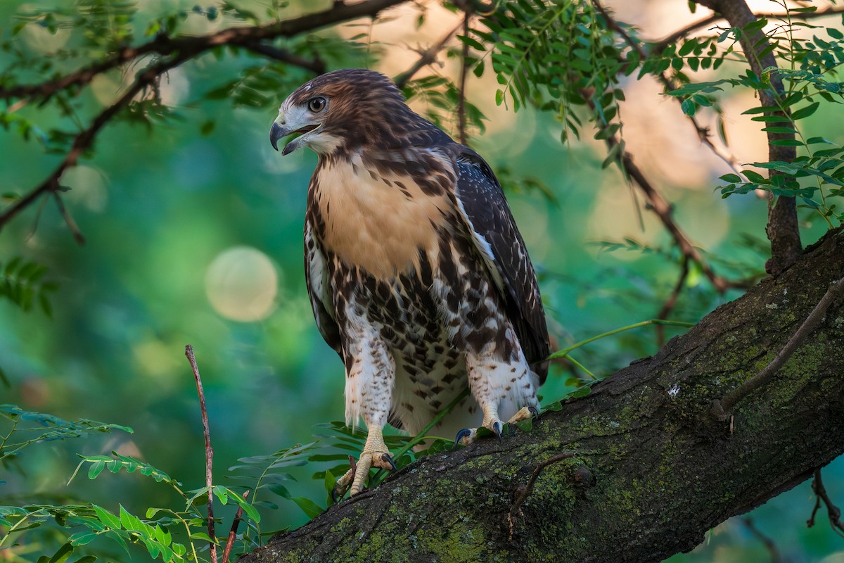 Rotschwanzbussard - ML620517913