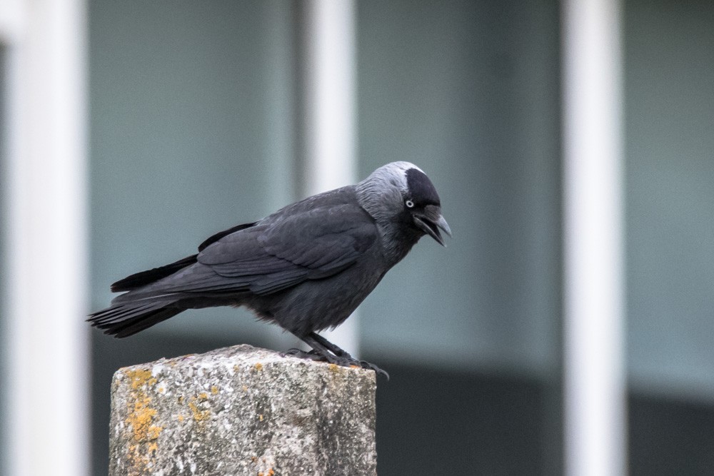 Eurasian Jackdaw - ML620517914