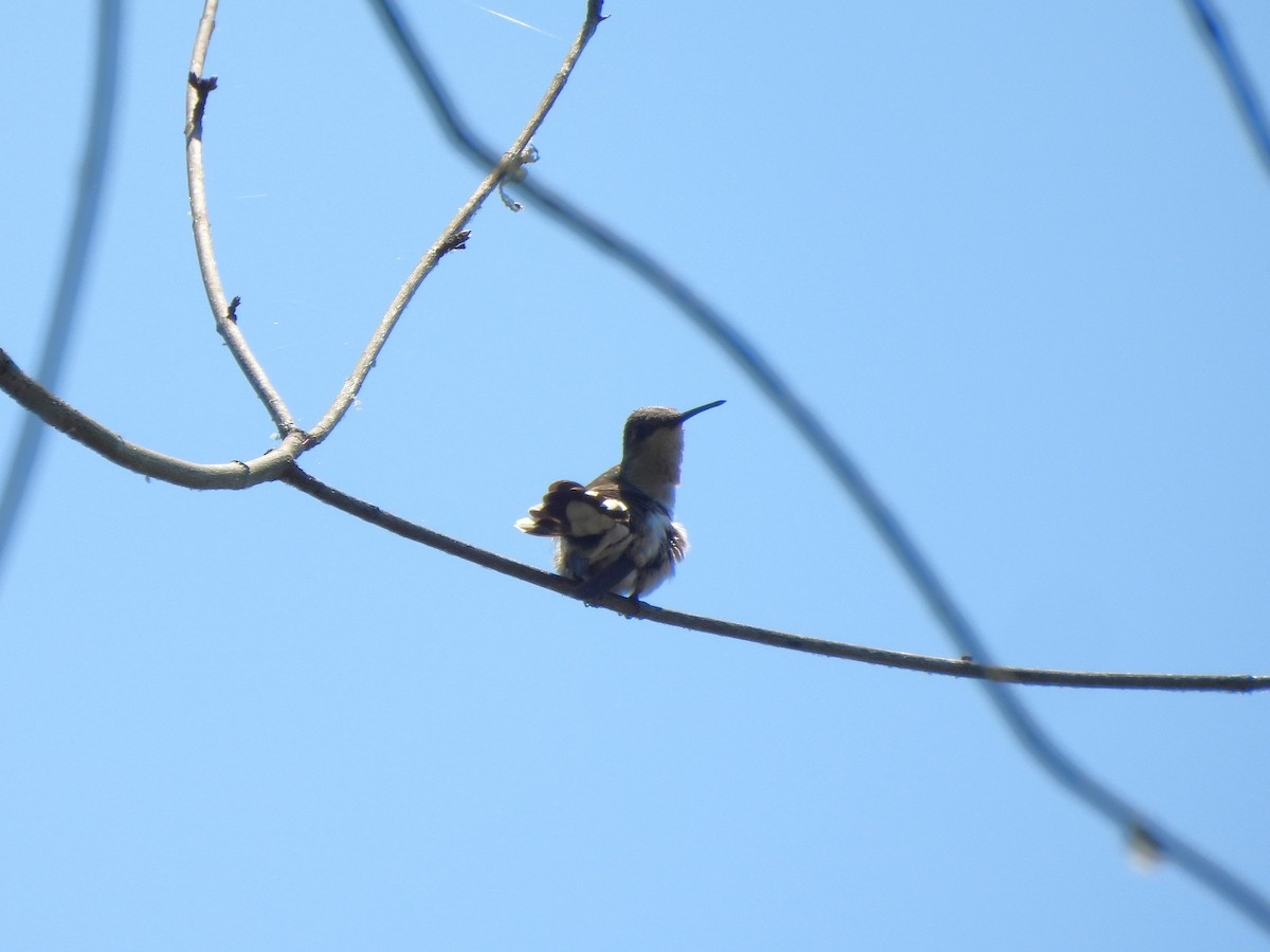 Ruby-throated Hummingbird - ML620517917