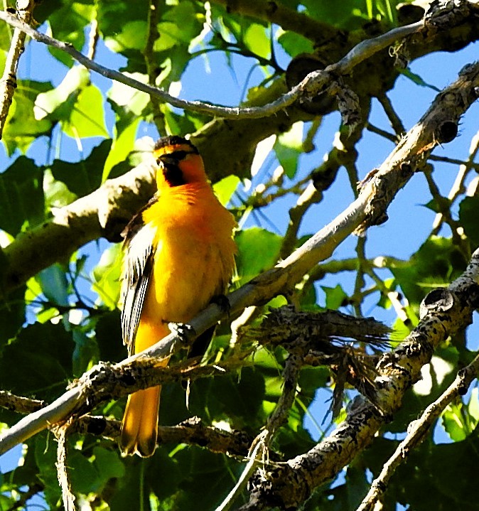 Oriole de Bullock - ML620517918