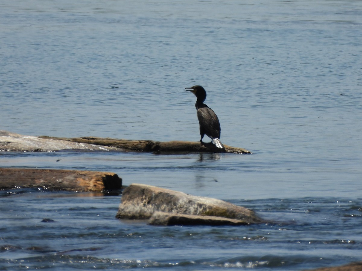 Double-crested Cormorant - ML620517919